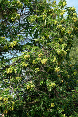 Ripe fruits on a chestnut