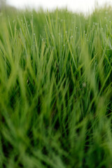 Green grass with dew drops close-up. Summer photo with green grass covered with raindrops