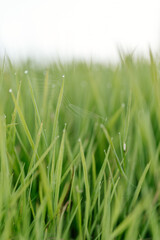Green grass with dew drops close-up. Summer photo with green grass covered with raindrops