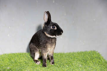 Obraz premium Adorable black Netherland Dwarf rabbit with tan markings sitting on green artificial grass, side profile view of a cute domestic bunny, selective focus on eyes with a clean grey background.