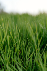 Fototapeta na wymiar Green grass with dew drops close-up. Summer photo with green grass covered with raindrops