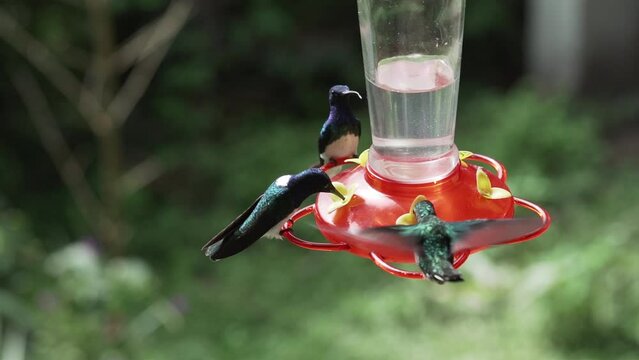 humming birds flying around a feeder in the jungle of the rainforest in Mindo in the andes mountains of Ecuador.