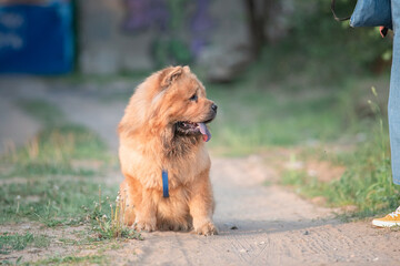 A beautiful chow-chow dog on a walk with its owner in a summer park.