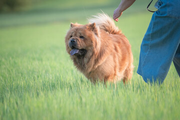 Fototapeta premium A beautiful chow-chow dog on a walk with its owner in a summer park.