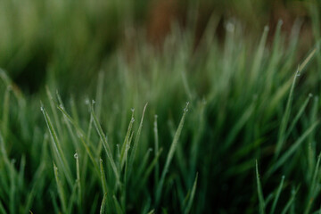Green grass with dew drops close-up. Summer photo with green grass covered with raindrops