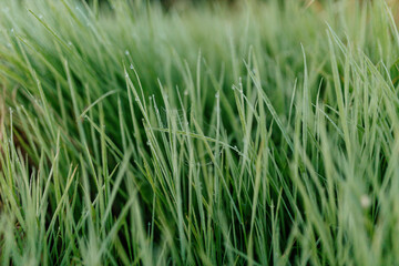Green grass with dew drops close-up. Summer photo with green grass covered with raindrops