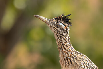 A roadrunner looks up and to the left, into the leaves of the cottonwood tree in the background, as it moves through the desert in it's constant search for food.  