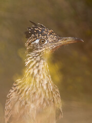 A vertical photo of a Greater Roadrunner standing behind a cluster of snakeweed flowers as it stalks through the desert landscape and waits for some unwary animal to break cover.