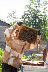 A beekeeper holds a honeycomb in his hands and examines a frame with bees.