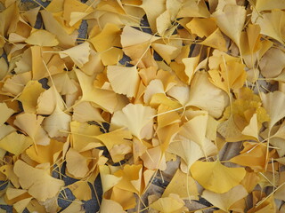 ginkgo leaves on the ground