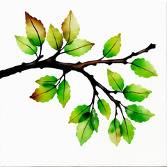 Tree leaves with part of tree branch