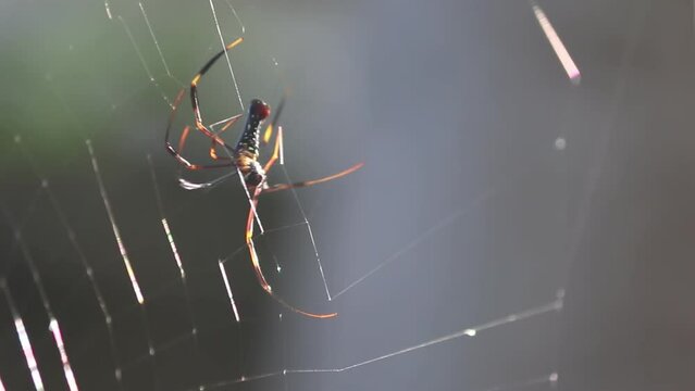 Nature's Architect: Indian Wood Spider Weaving