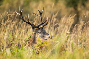 Deer male buck ( Cervus elaphus ) during rut