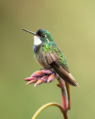 The white-throated mountaingem or white-throated mountain-gem (Lampornis castaneoventris) is a species of hummingbird in tribe Lampornithini of subfamily Trochilinae. It is endemic to Costa Rica