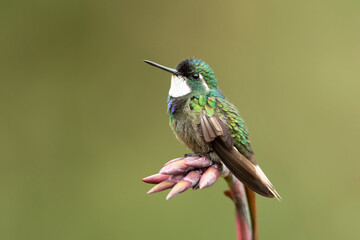 The white-throated mountaingem or white-throated mountain-gem (Lampornis castaneoventris) is a...