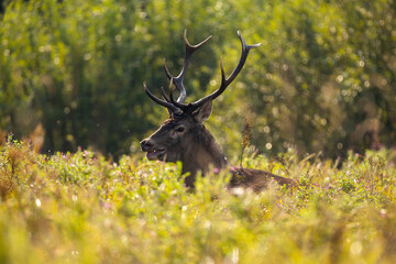 Deer male buck ( Cervus elaphus ) during rut
