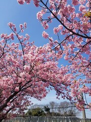 cherry blossom