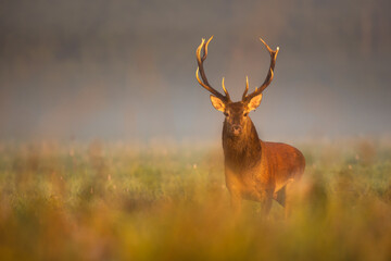 Deer male buck ( Cervus elaphus ) during rut