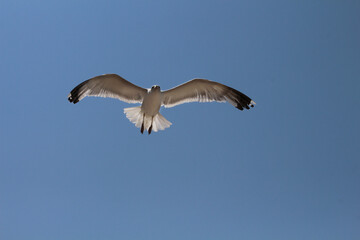 bird in the blue sky