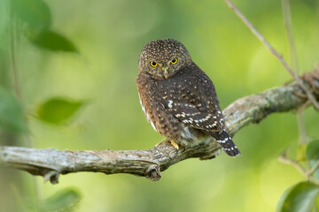 The Costa Rican pygmy owl (Glaucidium costaricanum) is a small 