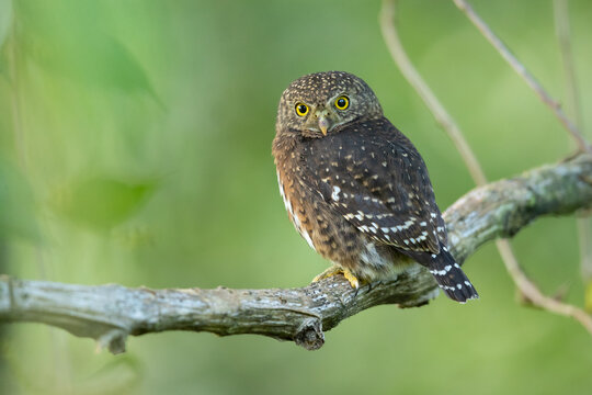 The Costa Rican pygmy owl (Glaucidium costaricanum) is a small "typical owl" in subfamily Surniinae. It is found in Costa Rica and Panama.