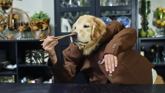 Funny Dog / Human Playing With Cho Sticks At Dinner Table