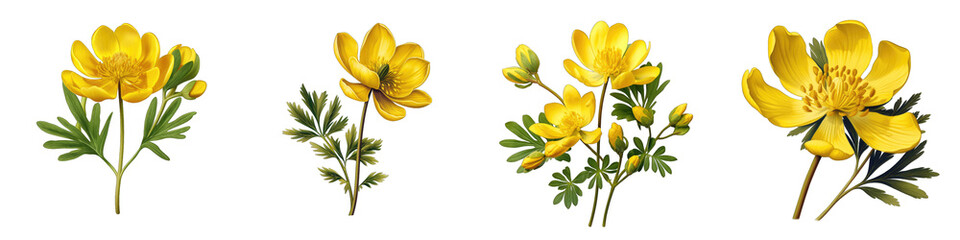 Winter Aconite Flower Hyperrealistic Highly Detailed Isolated On Transparent Background PNG File - obrazy, fototapety, plakaty