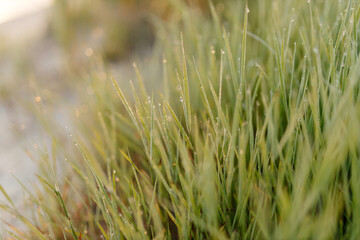 Green grass with dew drops close-up. Summer photo with green grass covered with raindrops