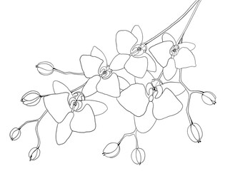 Black and white digital art floral template. Isolated Hand drawn black contours of orchid flowers on white background. Template for design, coloring page, invitation. - 658681359