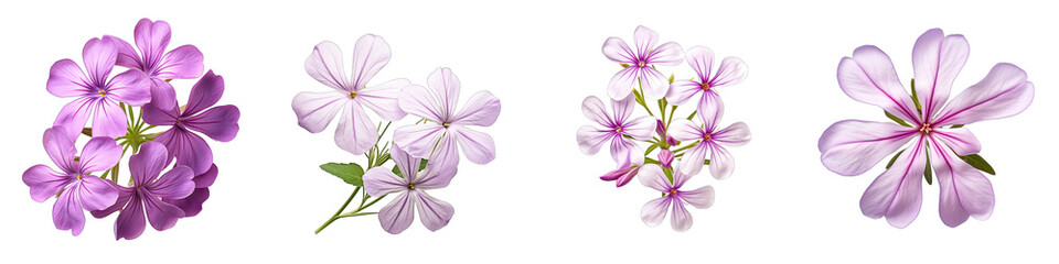 Woodland Phlox Flower Hyperrealistic Highly Detailed Isolated On Transparent Background PNG File