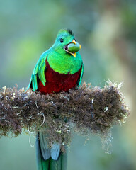 Obraz premium Resplendent quetzal (Pharomachrus mocinno) is a small bird found in southern Mexico and Central America that lives in tropical forests, particularly montane cloud forests.