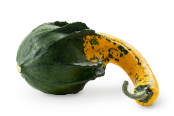 Lying on its side bicolor crookneck squash. Cucurbita pepo. Isolated on transparent background with soft shadow