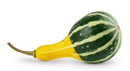 Small striped long neck squash, cucurbita pepo, decorative pear-shaped pumpkin. Isolated on transparent background with soft shadow