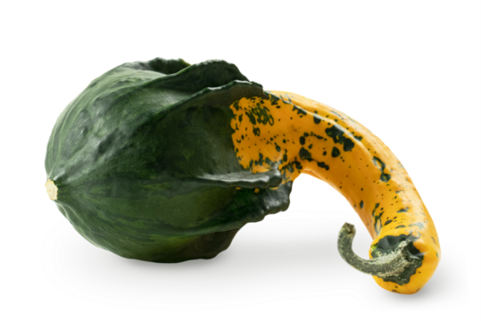Lying on its side bicolor crookneck squash. Cucurbita pepo. Isolated on transparent background with soft shadow