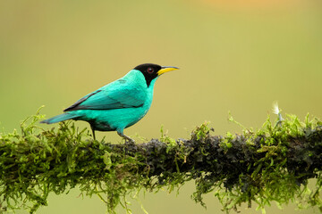 The green honeycreeper (Chlorophanes spiza) is a small bird in the tanager family. It is found in the tropical New World from southern Mexico south to Brazil, and on Trinidad. 