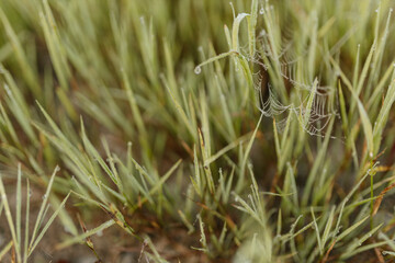 ecology, dewdrops, agriculture, bokeh, closeup, countryside, dew, dew drops, environment, farm, field, fresh, grass, growth, healthy, landscape, lifestyle, macro, meadow, morning, nature, organic, out