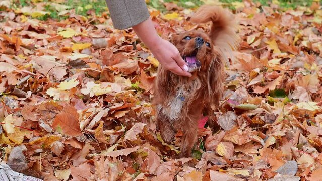  autumn landscape, dog Cavalier King Charles Spaniel eats dry food from the owner's hand in nature in the park, looks at the camera, wags its tail, close-up. High quality 4k footage