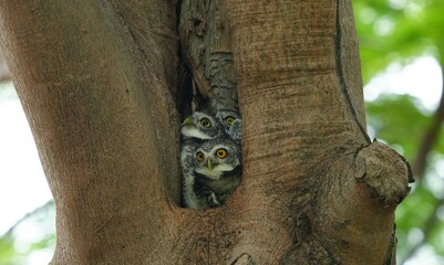 Fototapeta na wymiar Spotted owl baby in a large hole in a tree.