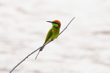 Great-crowned warbler. Green body and brown head. It is clinging to a branch looking for food.