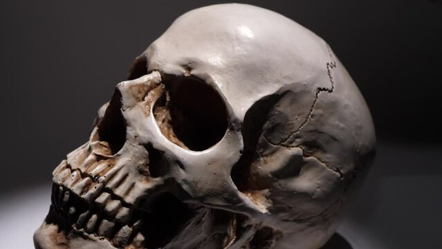 Analyzing of a human skull close up, Skeleton head
