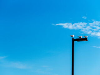 Three sea gulls standing on a modern lamp post