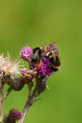 Dunkle Erdhummel (Bombus terrestris) und Felsen-Kuckuckshummel (Bombus rupestris)