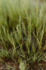 Green grass with dew drops close-up. Summer photo with green grass covered with raindrops
