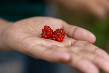 Close up of a handful of berries