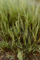 Green grass with dew drops close-up. Summer photo with green grass covered with raindrops