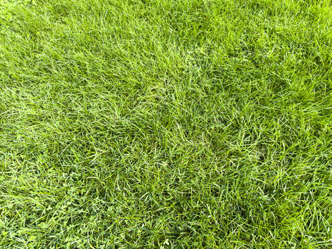 Natural Grass, Lush and Fresh Grass, Grass photo