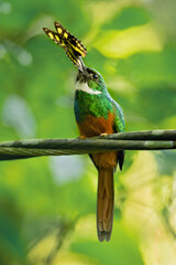 The rufous-tailed jacamar (Galbula ruficauda) is a near-passerine bird which breeds in the tropical New World in southern Mexico, Central America and South America as far south as southern Brazil 