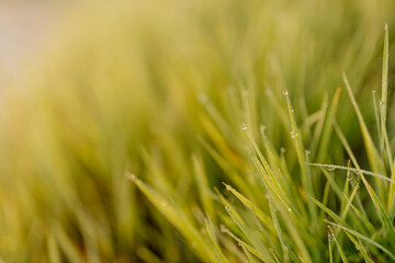 Cobweb with dew drops and spider close-up. Summer photo with bright yellow and green grass covered with raindrops. Summer background. Autumn background. Fall season