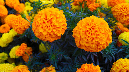 yellow flowers