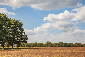 soybean field in autumn Witt a large tree